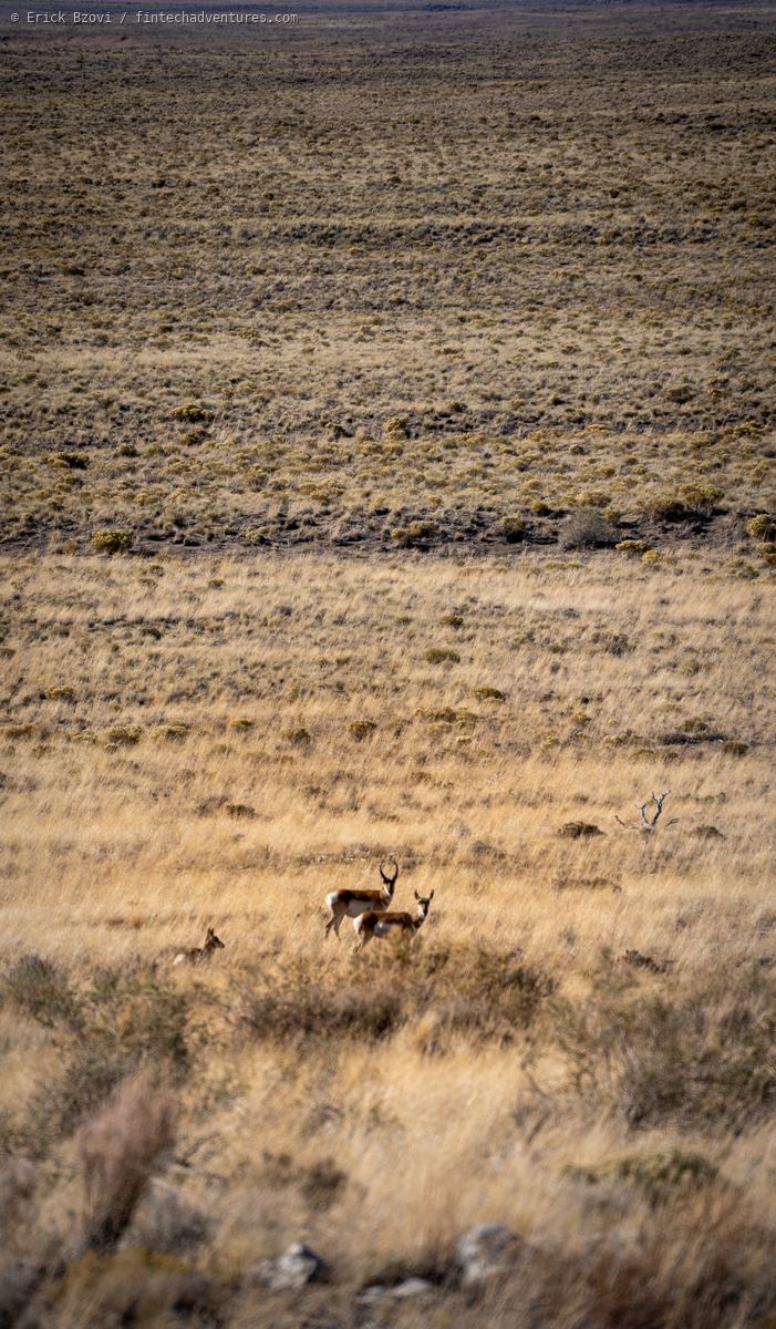 Open landscape at Antelope Island near the Great Salt Lake in Utah