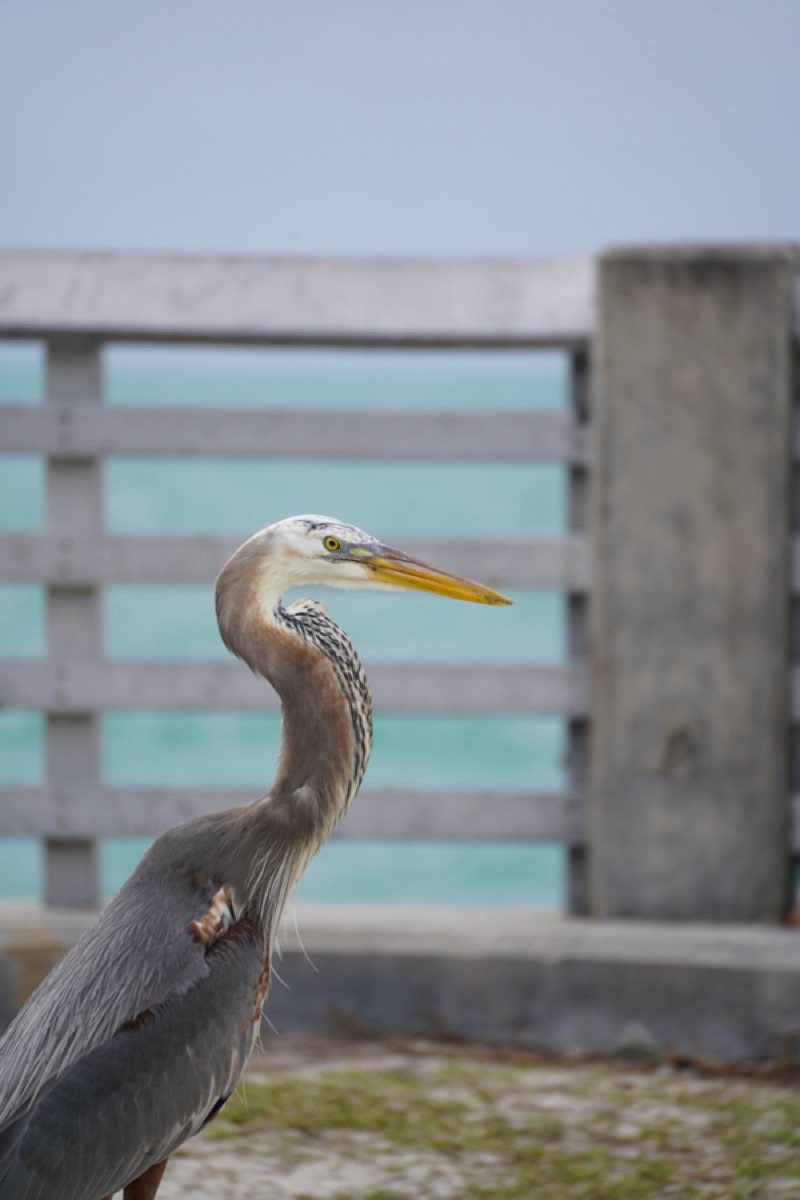 Heron beside turquoise water near Biscayne Bay, Florida