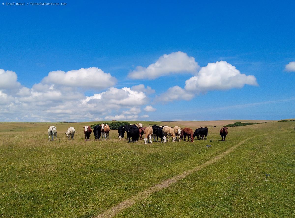 Cattle grazing on the South Downs near Seven Sisters cliffs with blue sky and green rolling hills, England