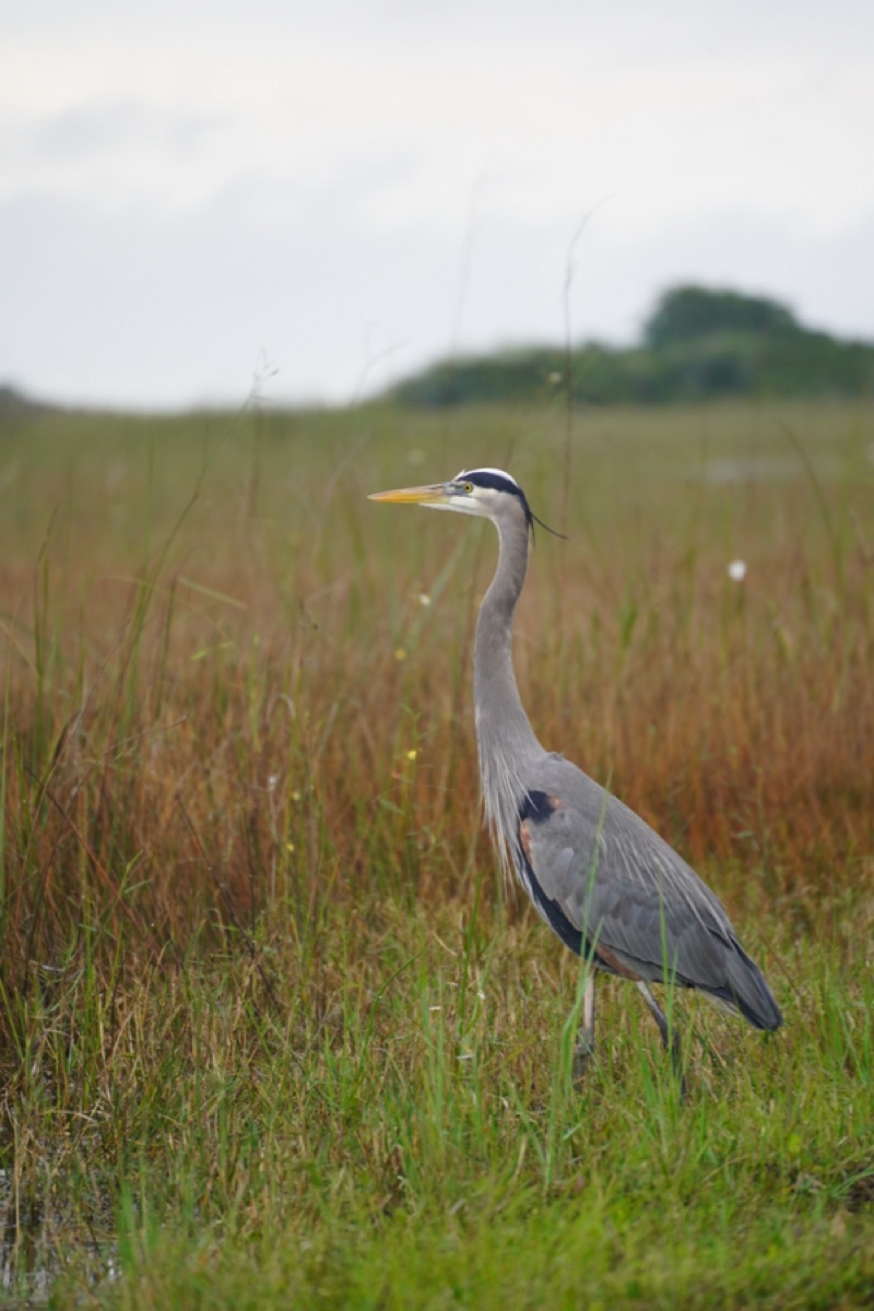 Great blue heron standing in sawgrass in Everglades National Park, Florida