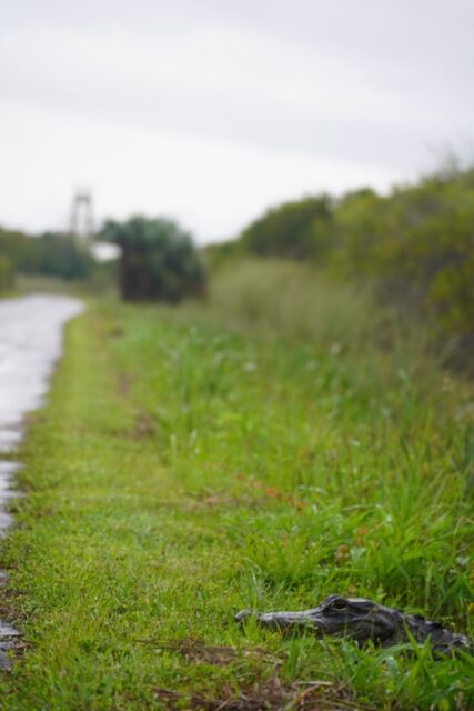 Alligator beside a wet grass trail in Everglades National Park, Florida