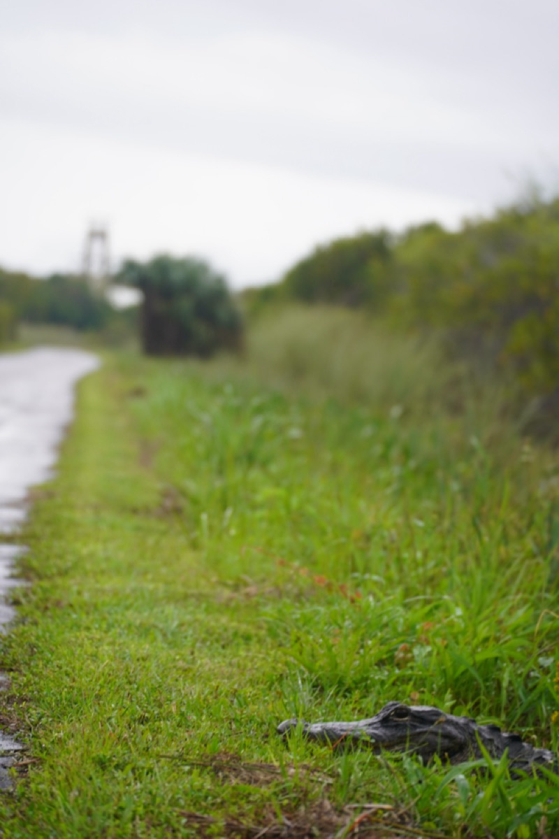Alligator beside a wet grass trail in Everglades National Park, Florida