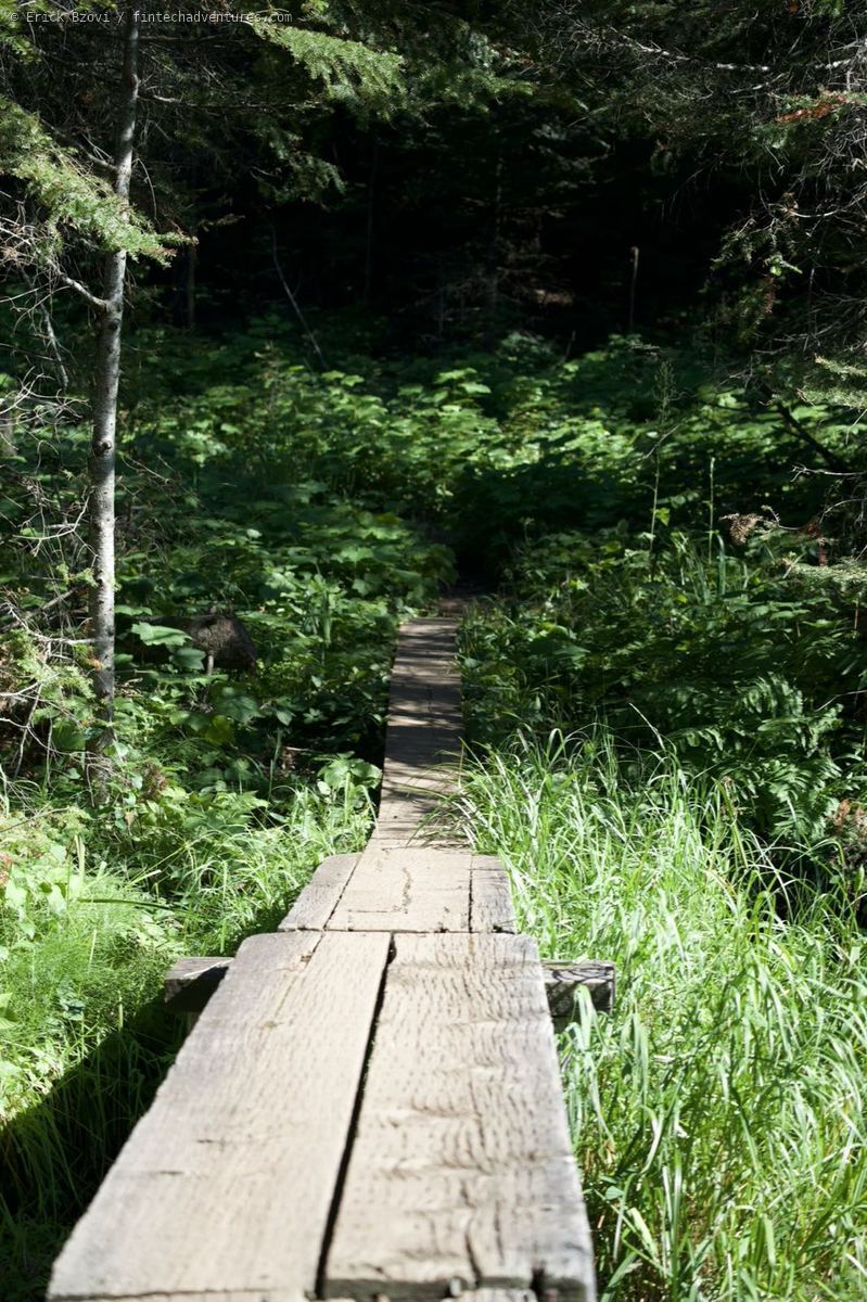 Greenstone Ridge trail through dense boreal forest on Isle Royale, Michigan