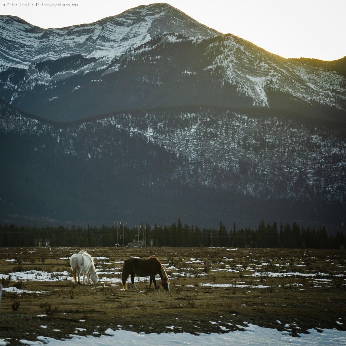 Horses grazing in a snowy field with snow-capped Teton mountains at golden hour, Jackson, Wyoming