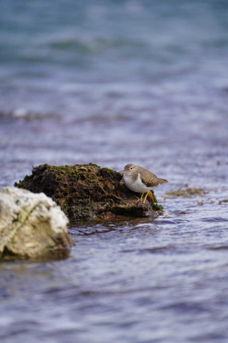 Small shorebird standing on rocks at the waterline in Key Largo, Florida
