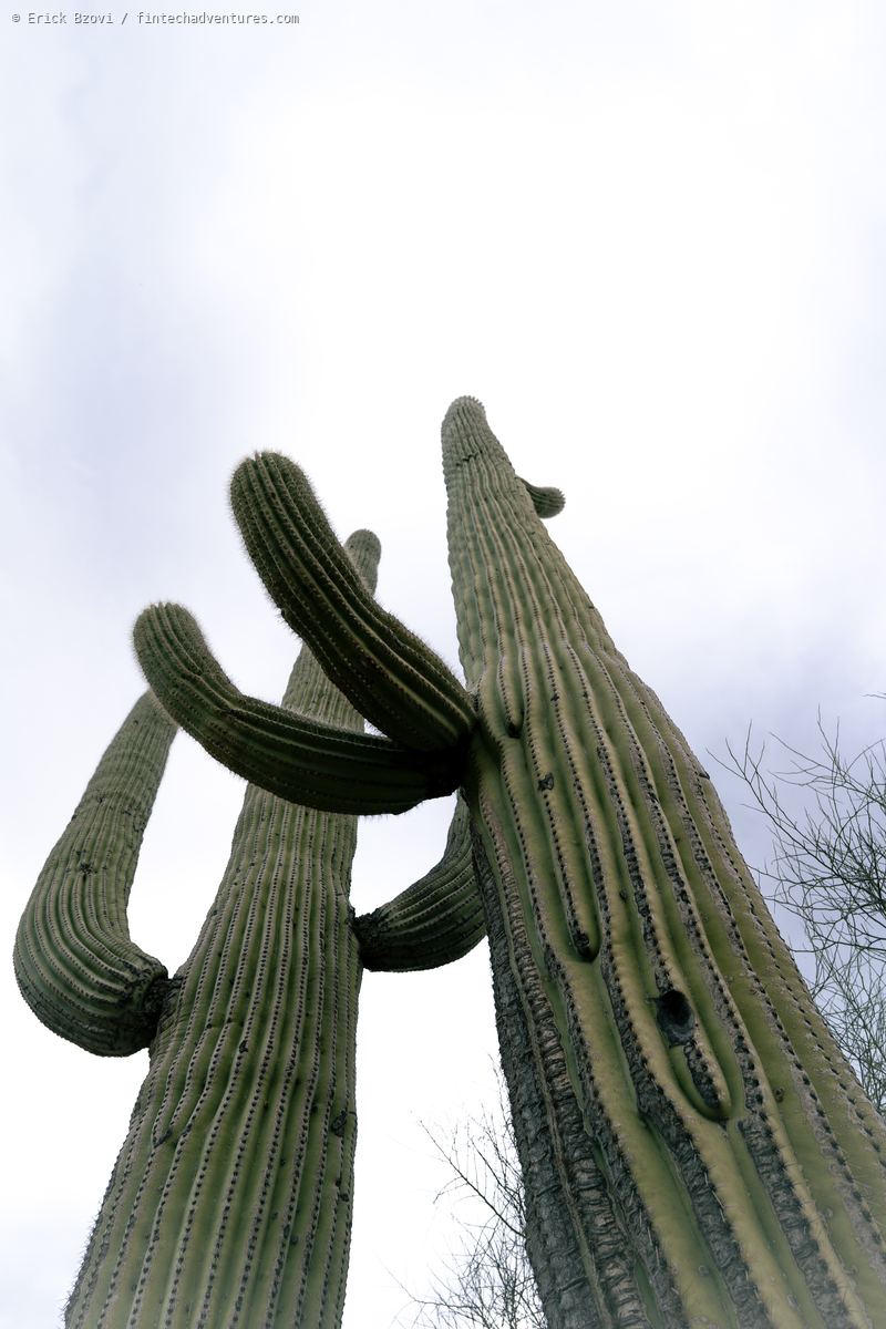 Sonoran Desert landscape in Arizona