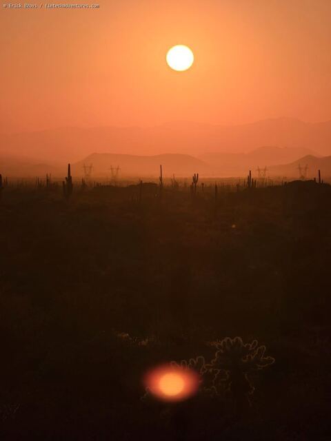Golden sunset over saguaro cacti in the Sonoran Desert, Arizona