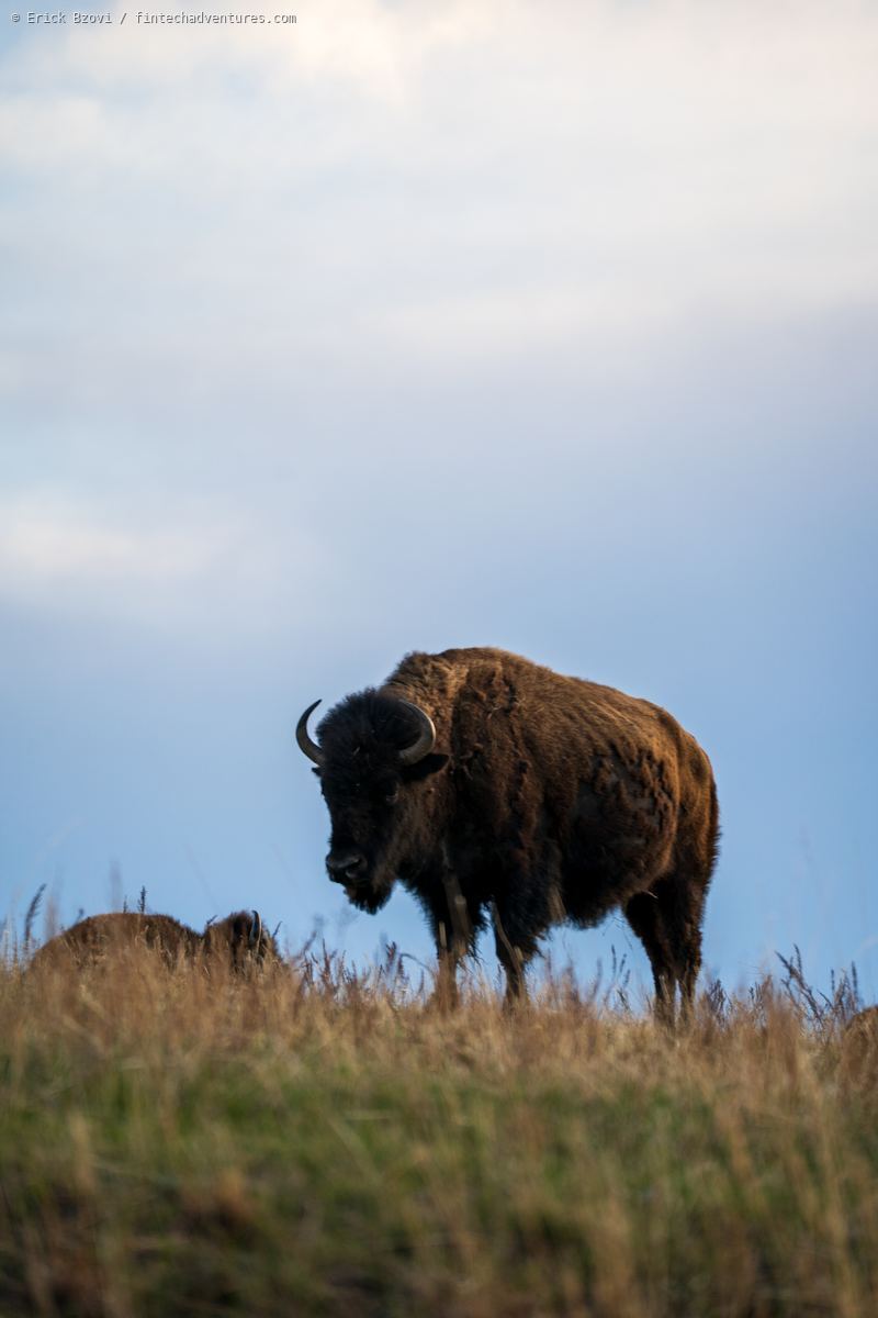American bison standing on a grassy ridge at Theodore Roosevelt National Park, North Dakota