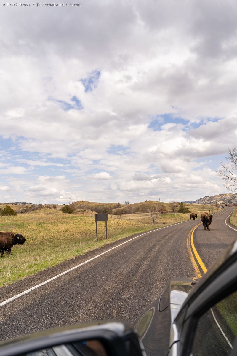 Bison walking along a park road with rolling prairie hills at Theodore Roosevelt National Park, North Dakota