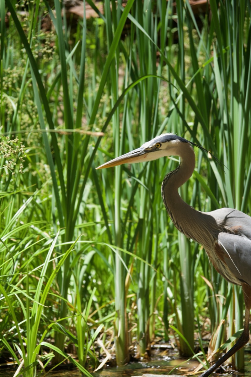 Great blue heron standing in reeds along West Fork Trail in Oak Creek Canyon, Arizona
