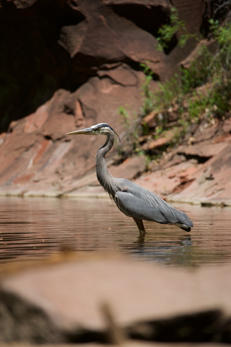 Great blue heron standing in West Fork Trail water beside red rock canyon walls in Oak Creek Canyon, Arizona